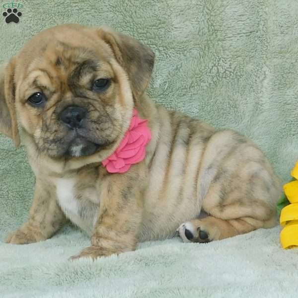 Princess, Miniature Bulldog Puppy